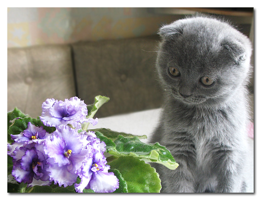 http://www.bakupages.com/club/plants/images/tary157390.jpg