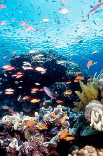 Красочные подводные сцены Большого Барьерного Рифа в Австралии. В этой процветающей экосистеме находится самая большая в мире коллекция коралловых рифов, в том числе 400 видов кораллов и 1500 видов рыб. Большой Барьерный Риф был включен в Список всемирного наследия в 1981 году. (AFP - Getty Images)